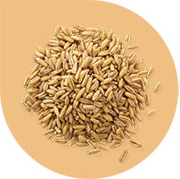 RAISIO_81314_wholegrain_oat_kernel_H_web